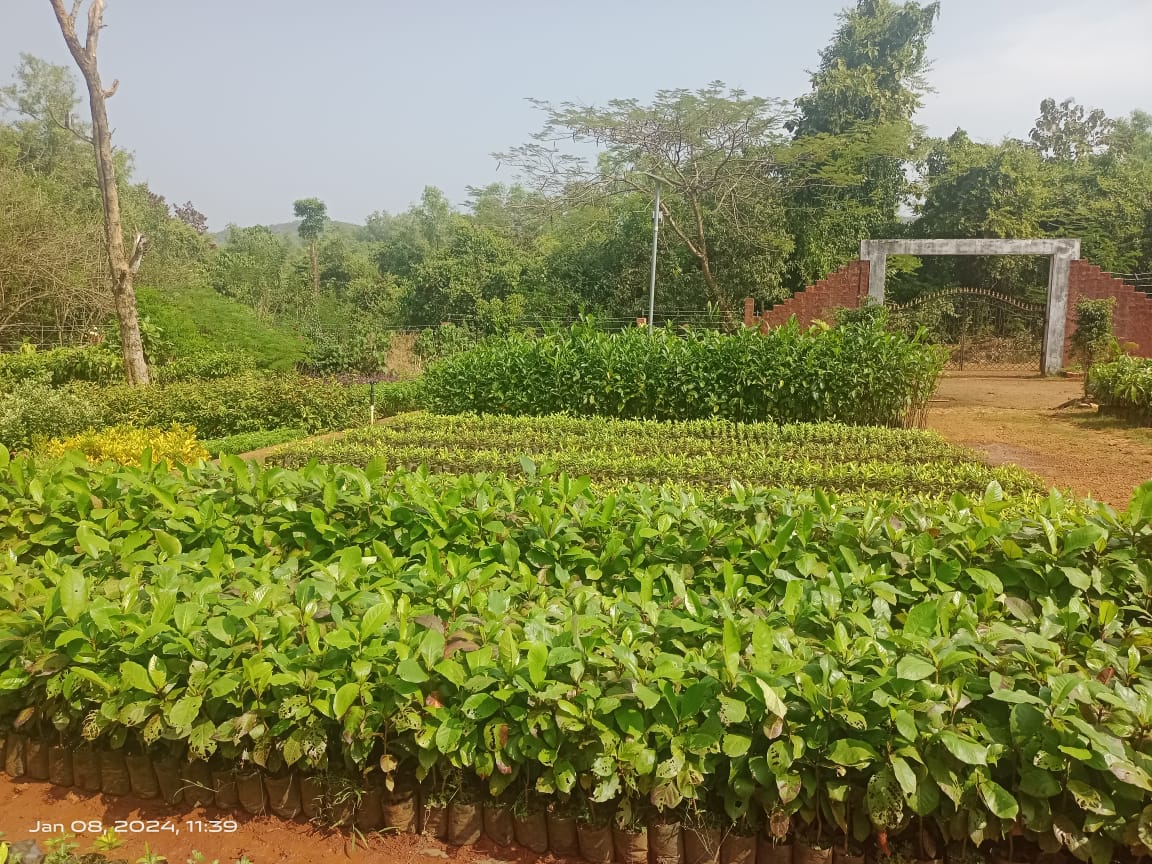 Forest Nursery